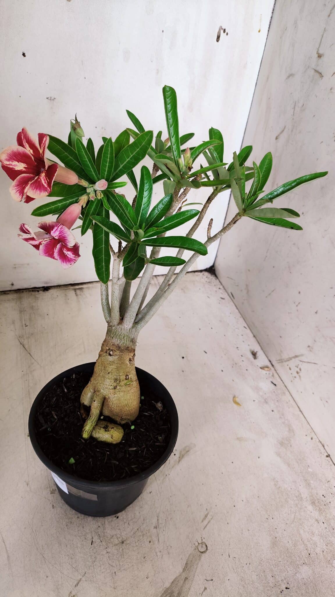 Planta Simples 2857  – 30cm – 03 anos