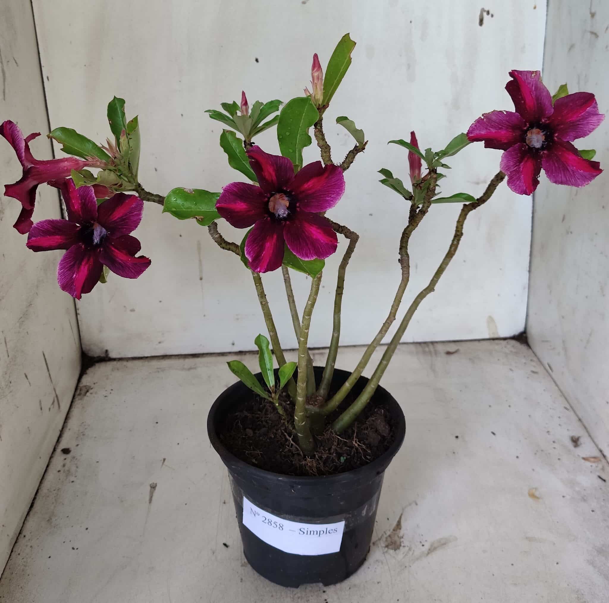Planta Simples 2858  – 30cm – 02 anos
