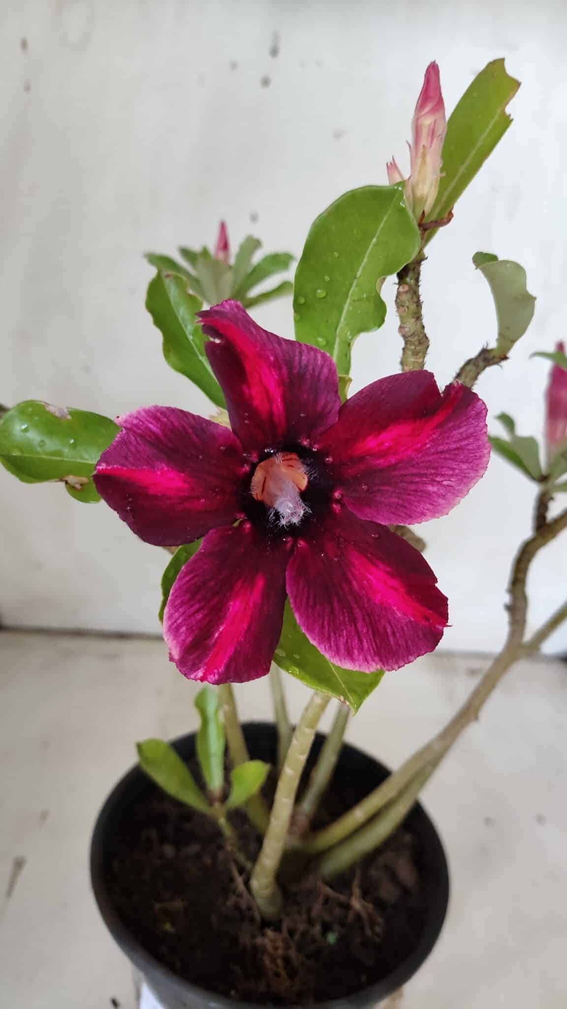 Planta Simples 2858  – 30cm – 02 anos