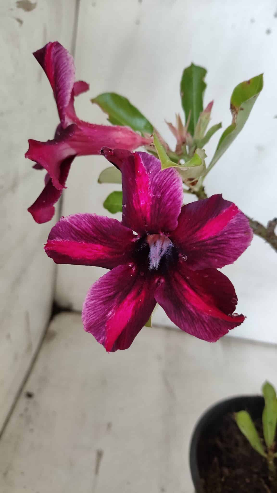 Planta Simples 2858  – 30cm – 02 anos