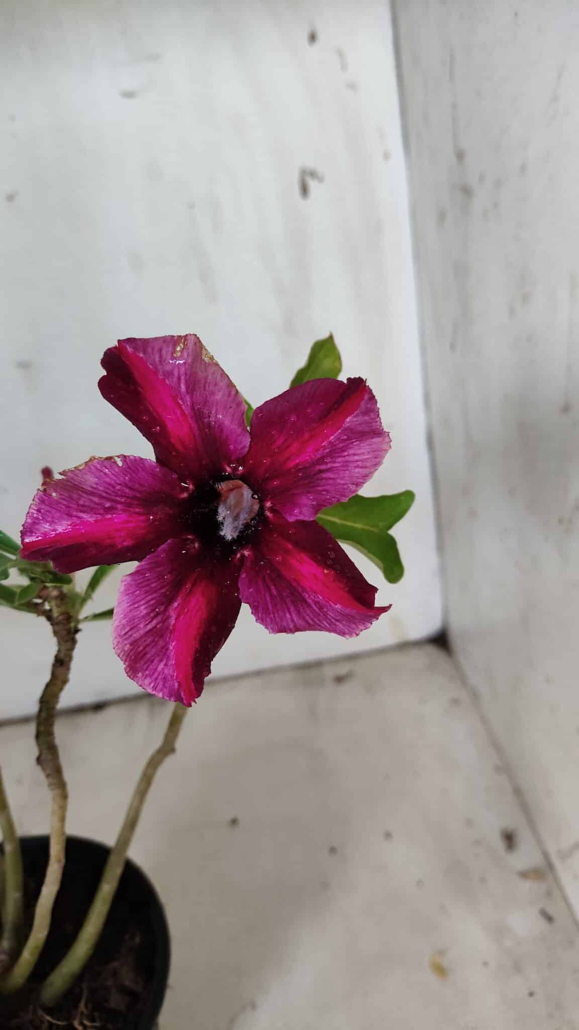 Planta Simples 2858  – 30cm – 02 anos