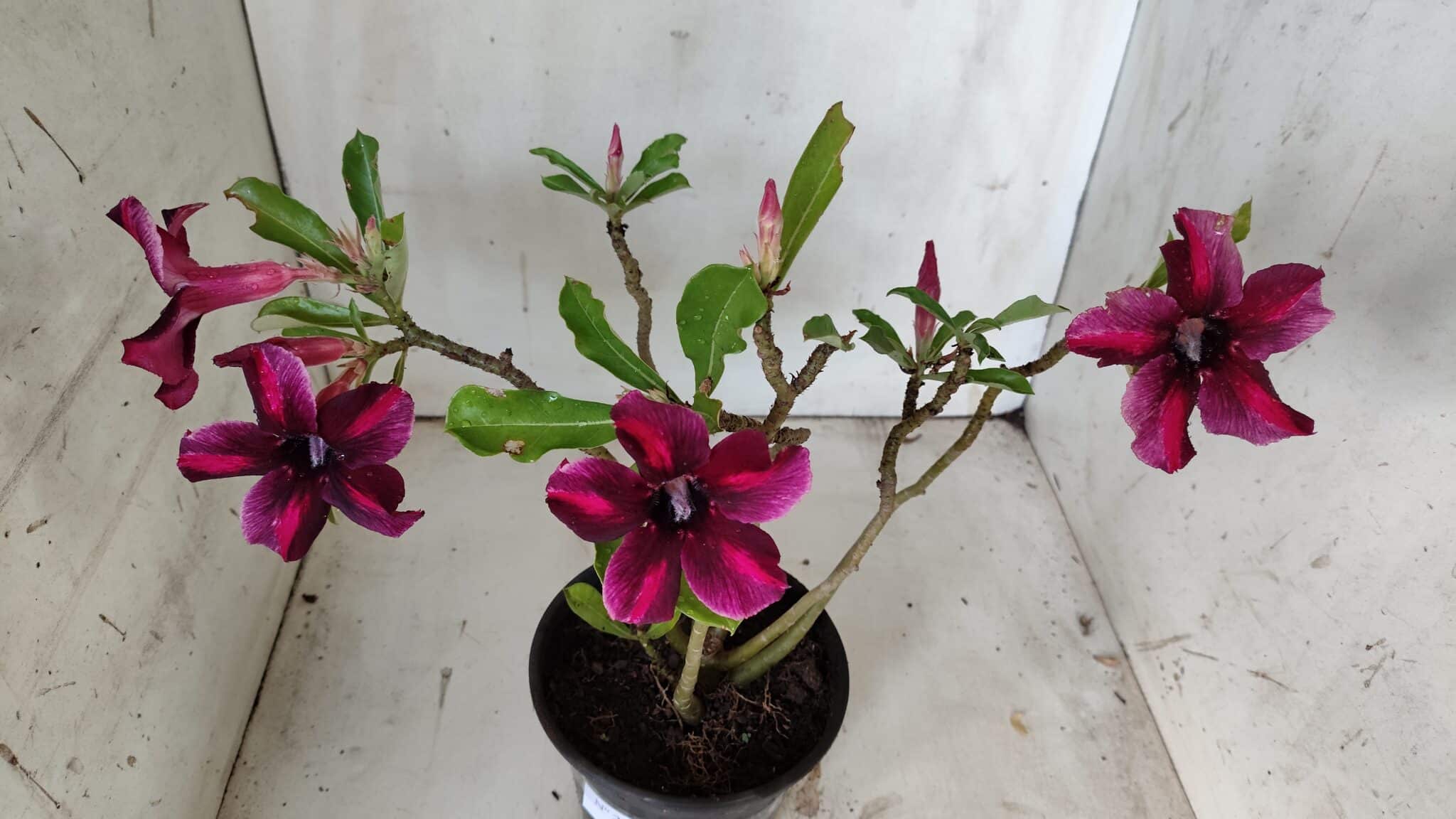 Planta Simples 2858  – 30cm – 02 anos