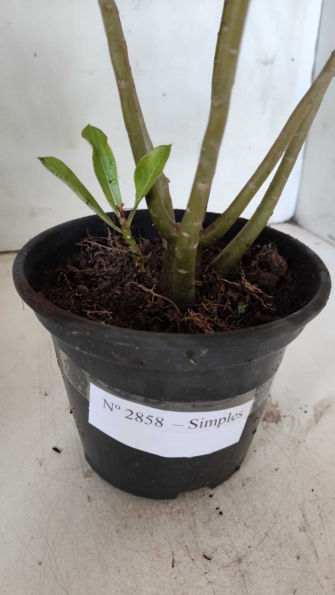 Planta Simples 2858  – 30cm – 02 anos