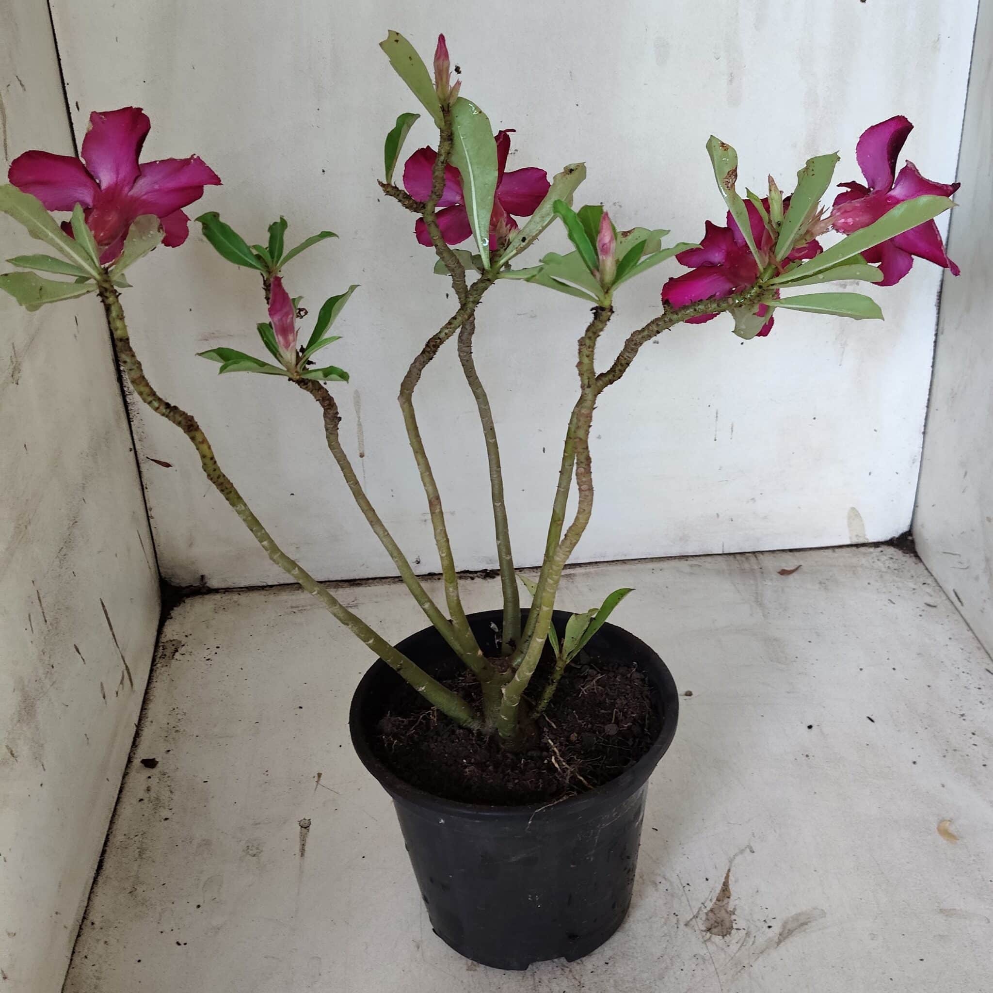 Planta Simples 2858  – 30cm – 02 anos