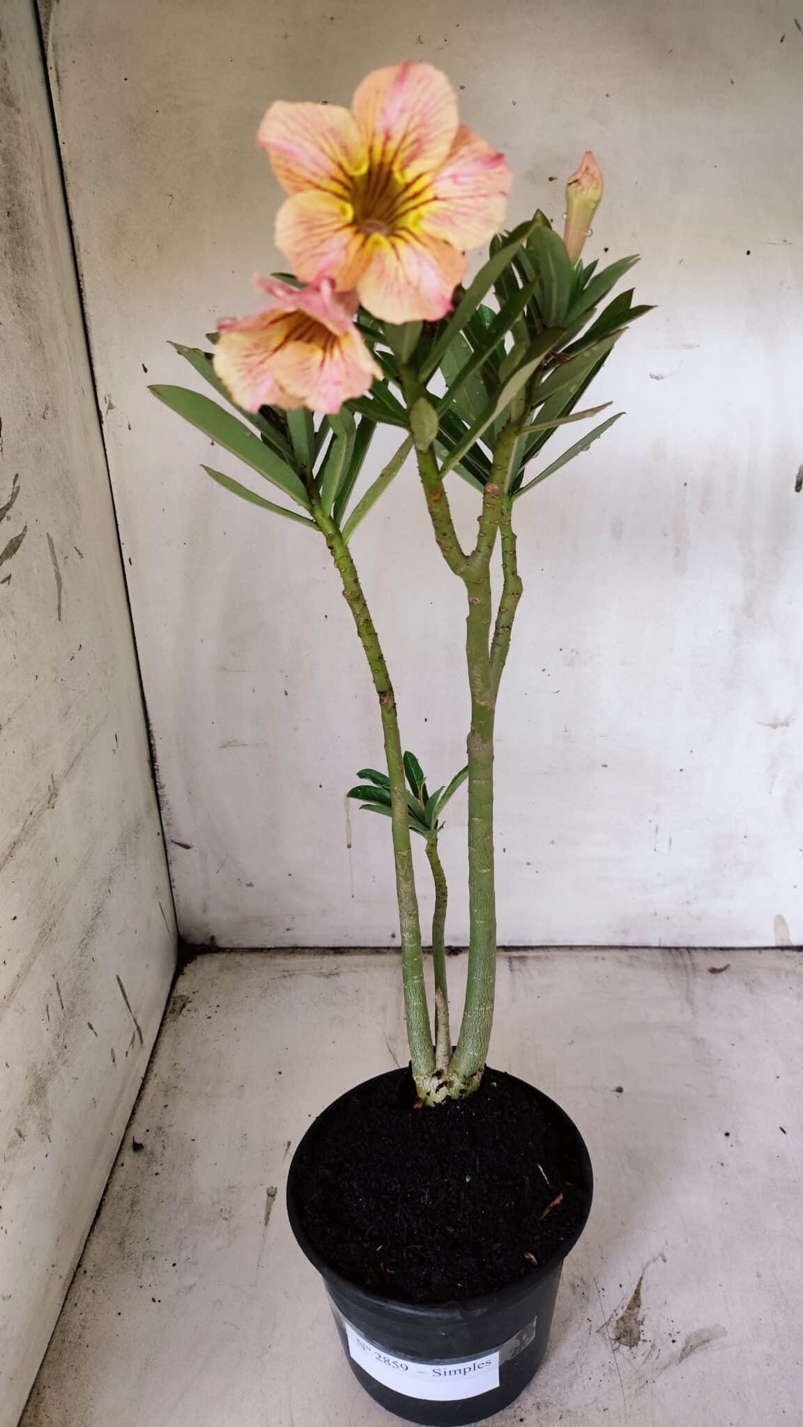 Planta Simples 2859  – 30cm – 02 anos