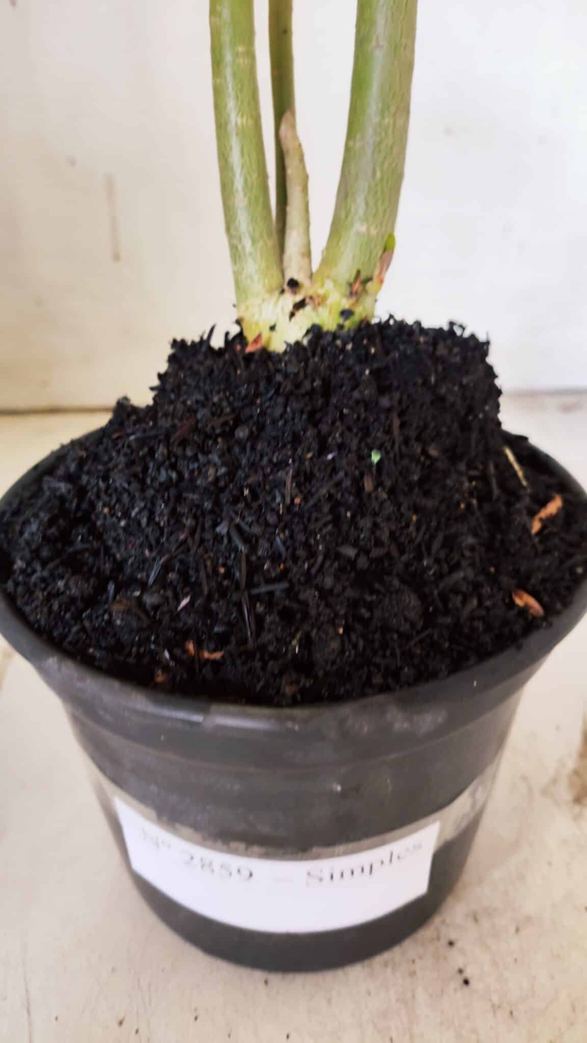 Planta Simples 2859  – 30cm – 02 anos