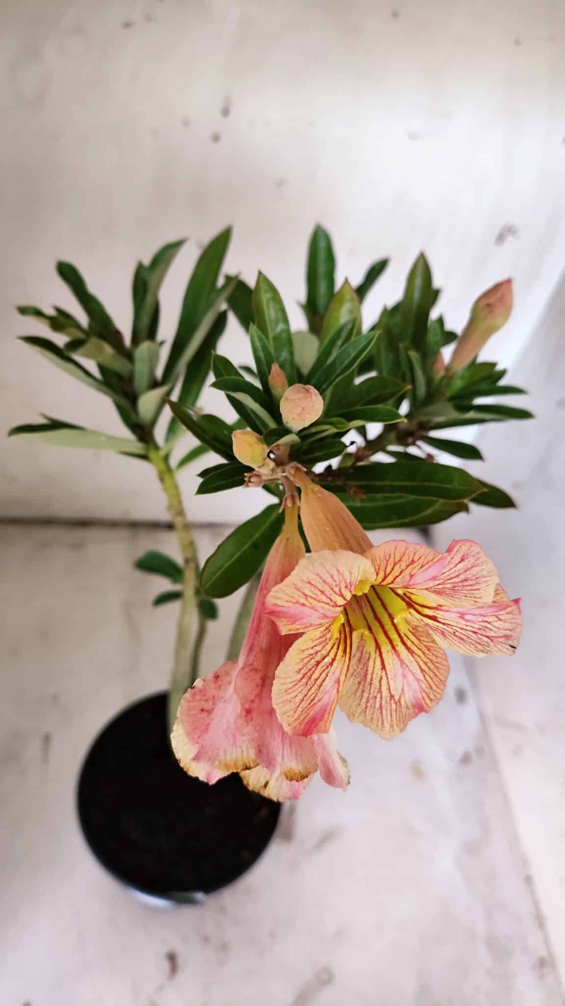 Planta Simples 2859  – 30cm – 02 anos