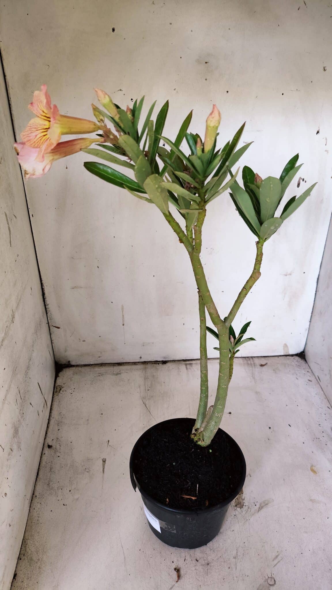 Planta Simples 2859  – 30cm – 02 anos