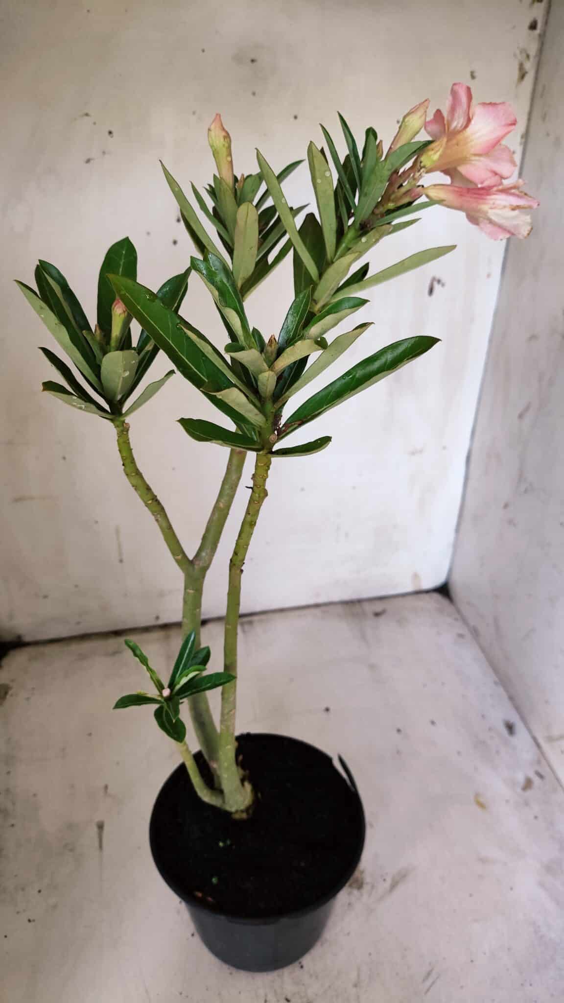 Planta Simples 2859  – 30cm – 02 anos