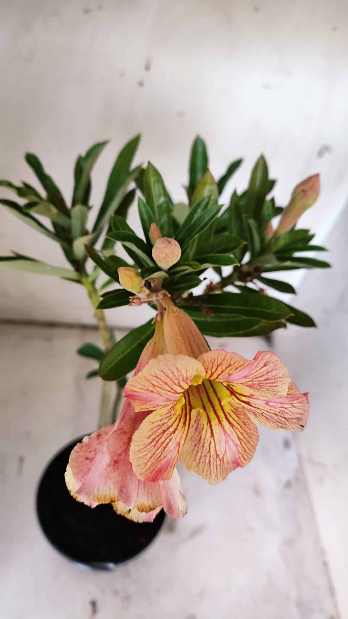 Planta Simples 2859  – 30cm – 02 anos