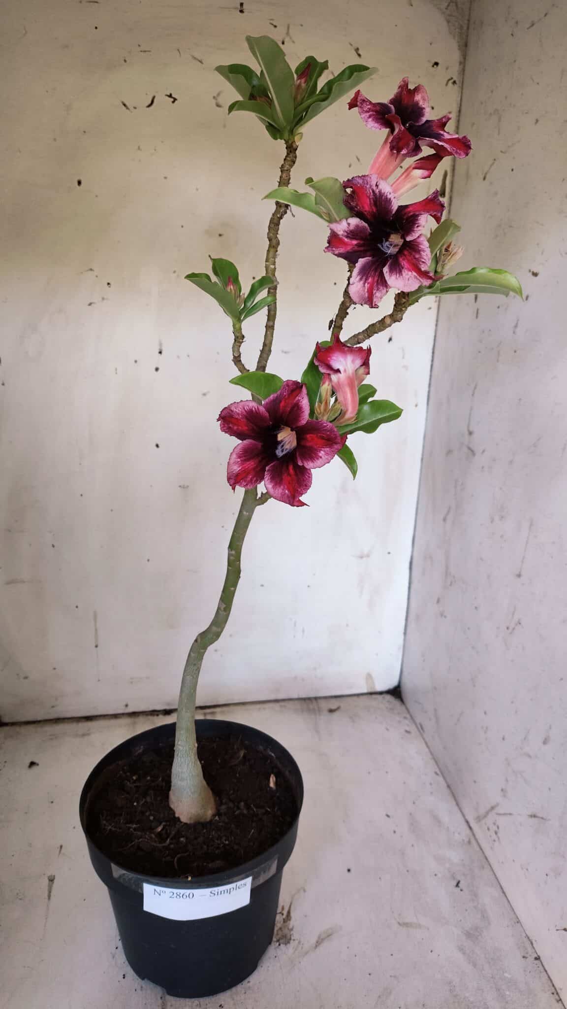 Planta Simples 2860  – 35cm – 03 anos