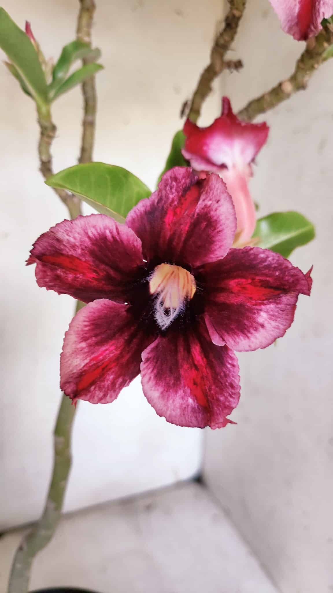 Planta Simples 2860  – 35cm – 03 anos
