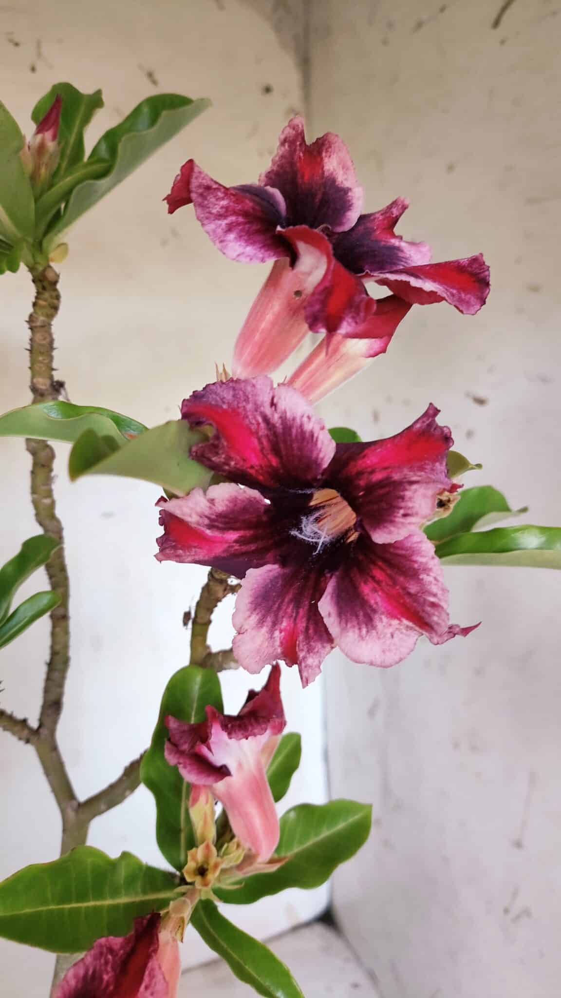 Planta Simples 2860  – 35cm – 03 anos
