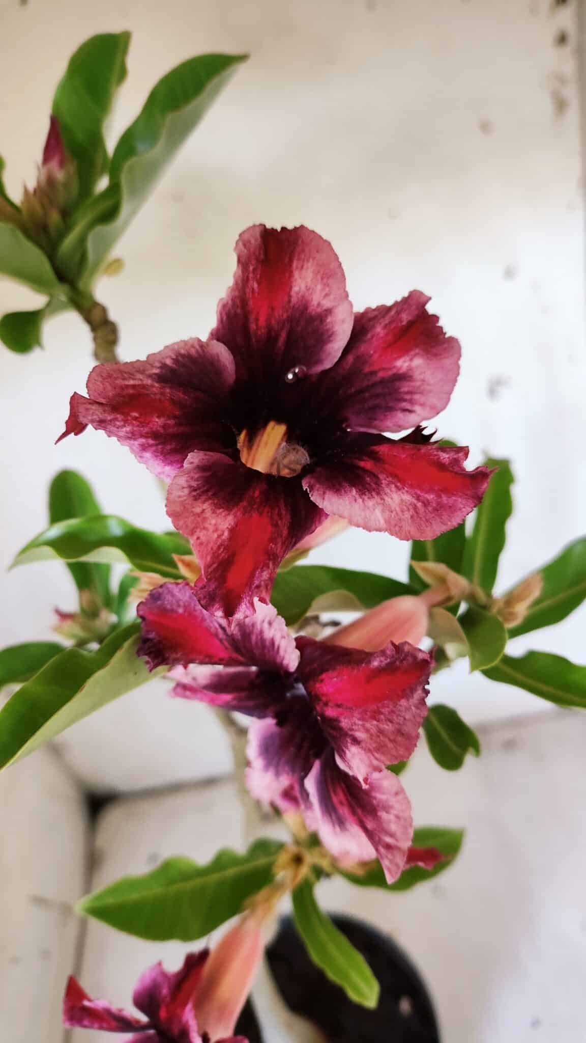 Planta Simples 2860  – 35cm – 03 anos