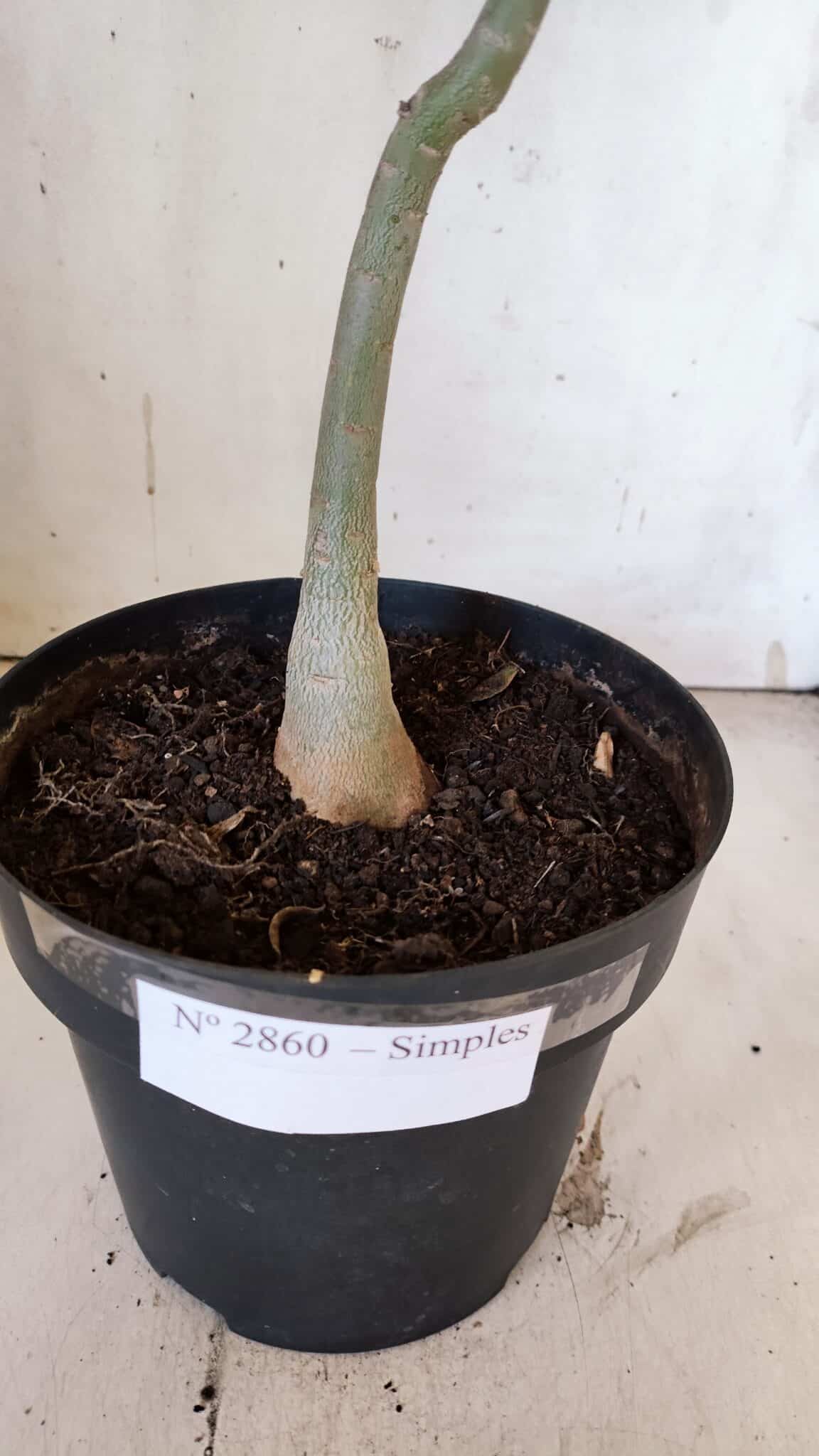 Planta Simples 2860  – 35cm – 03 anos