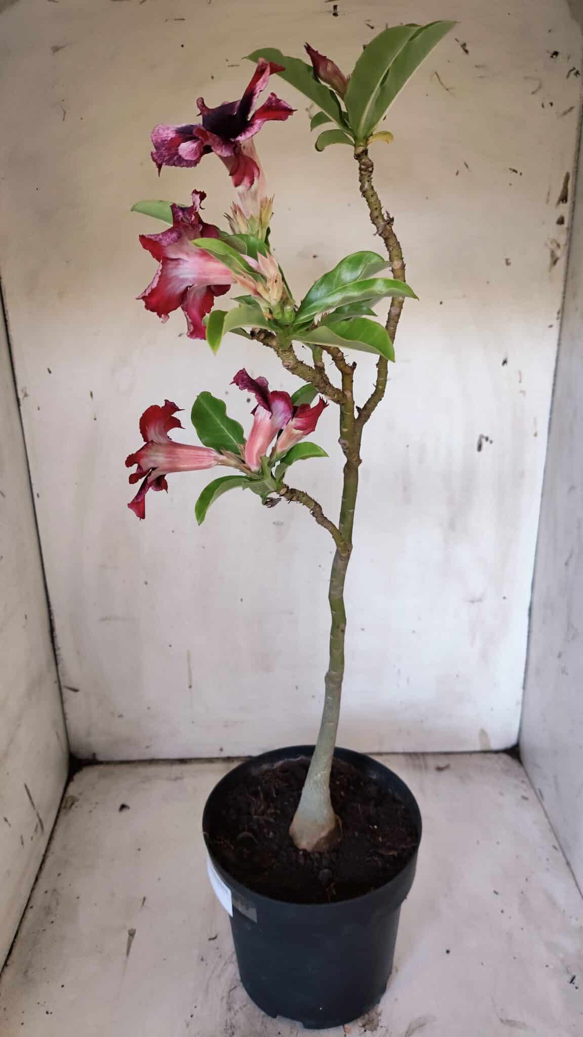 Planta Simples 2860  – 35cm – 03 anos