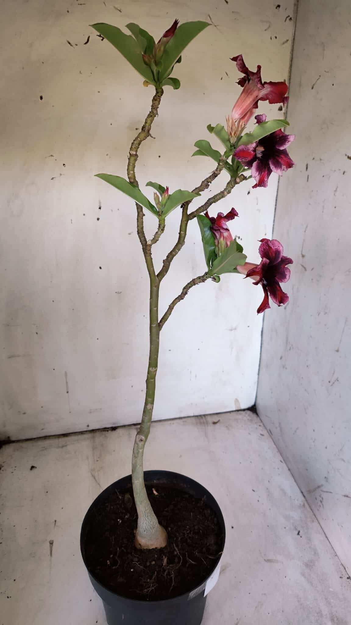 Planta Simples 2860  – 35cm – 03 anos