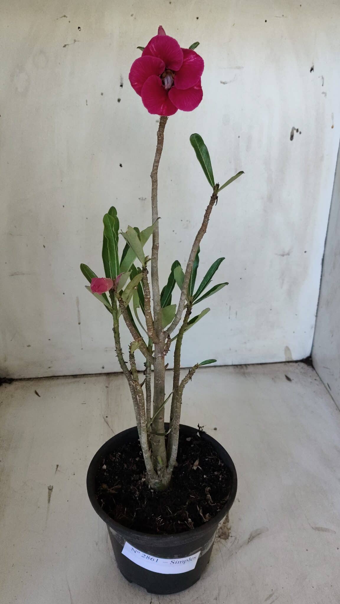 Planta Simples 2861  – 35cm – 03 anos