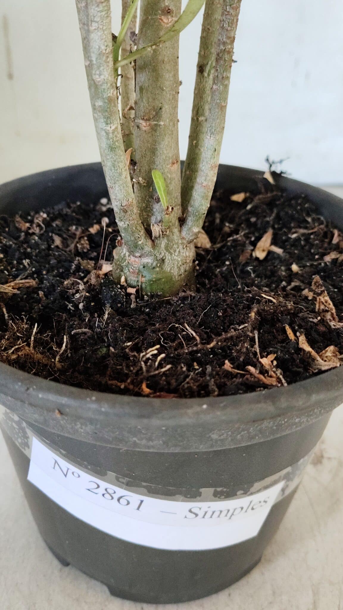 Planta Simples 2861  – 35cm – 03 anos