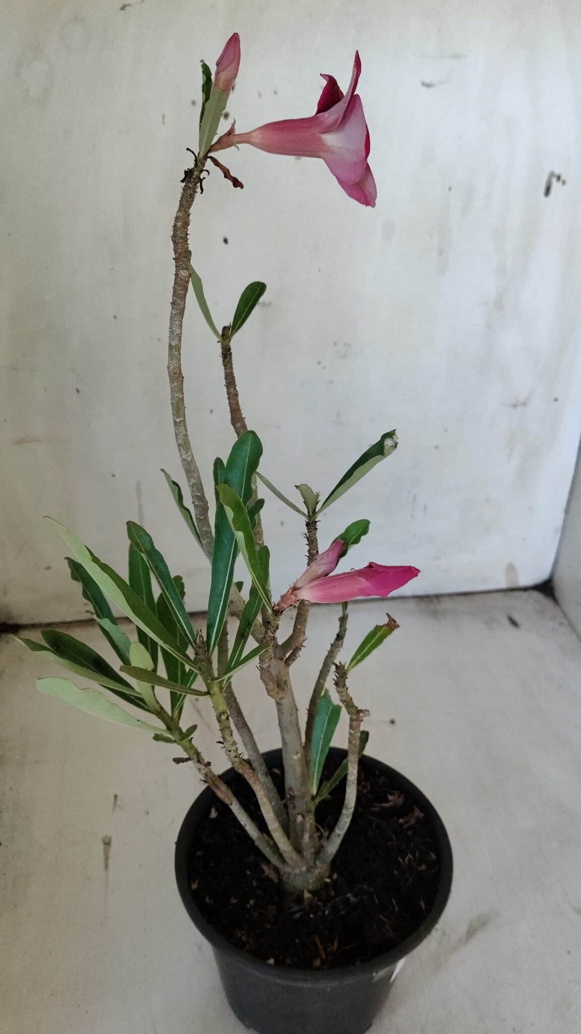 Planta Simples 2861  – 35cm – 03 anos