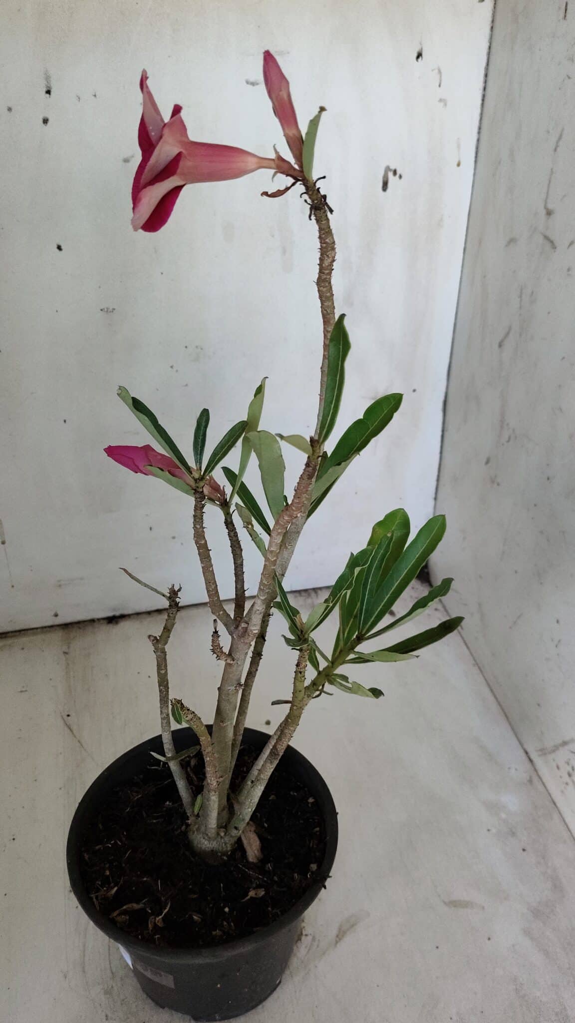 Planta Simples 2861  – 35cm – 03 anos