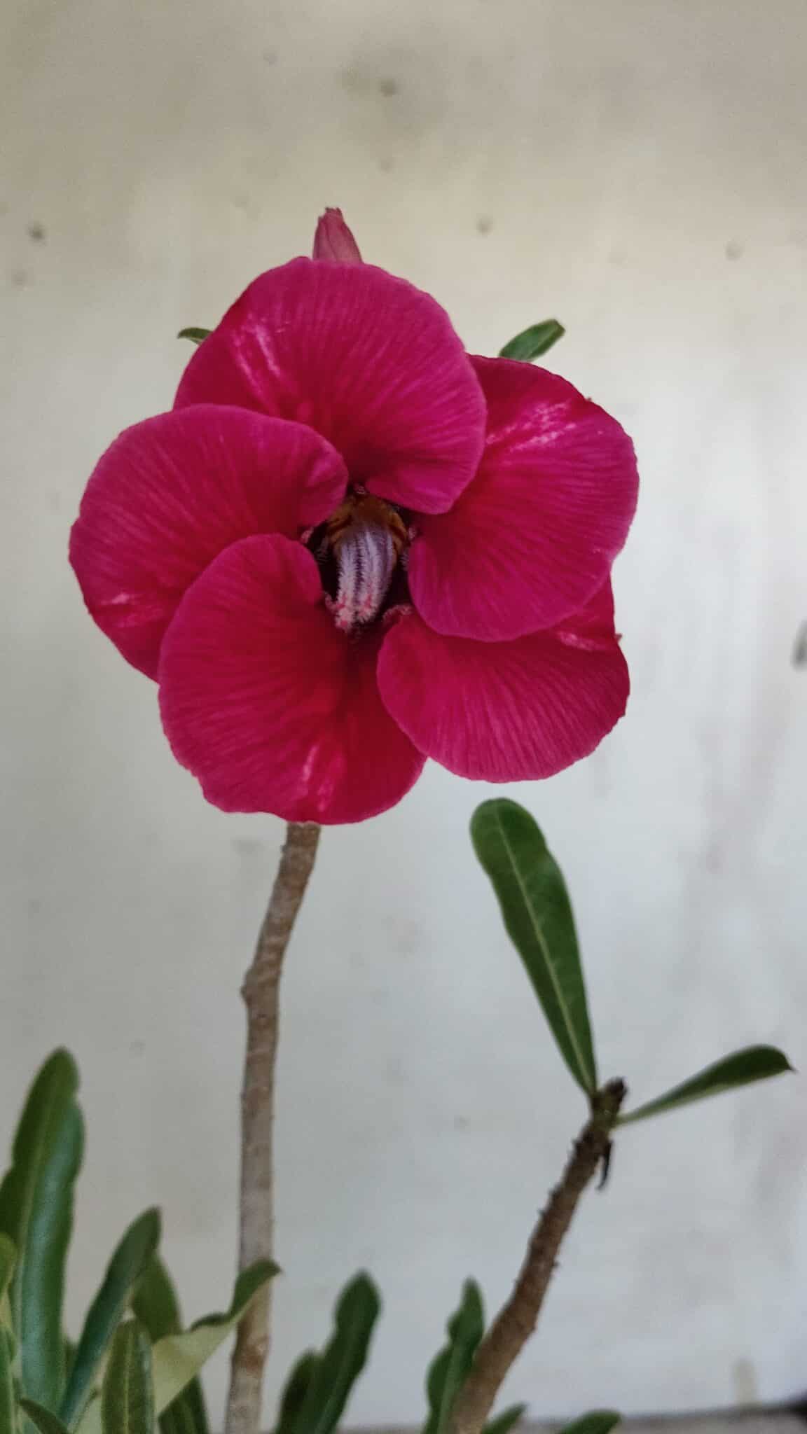 Planta Simples 2861  – 35cm – 03 anos