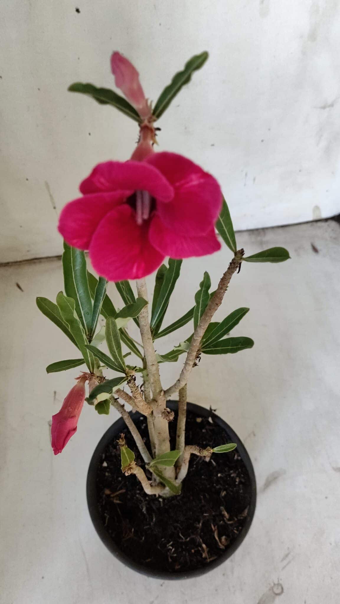 Planta Simples 2861  – 35cm – 03 anos