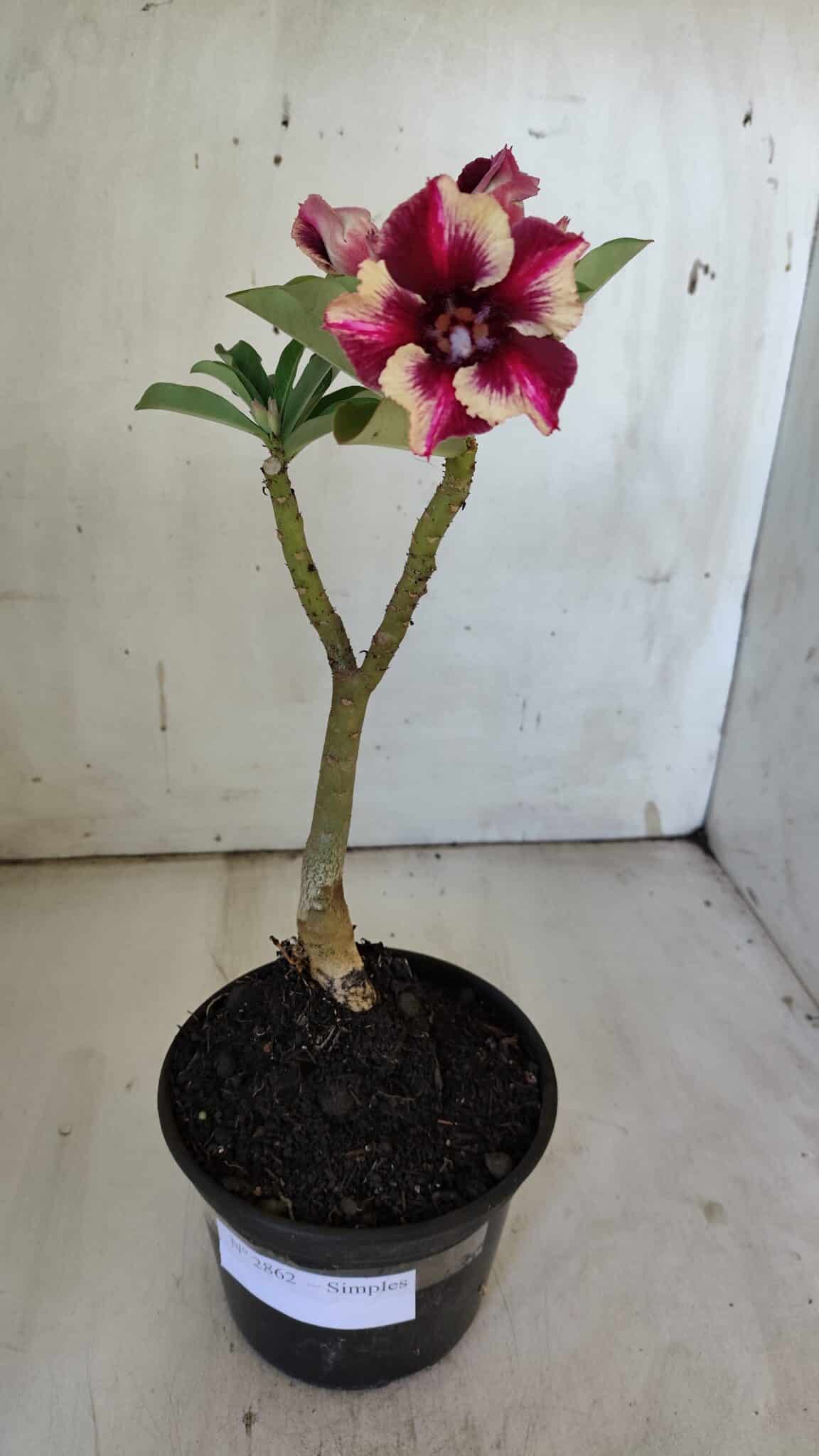 Planta Simples 2862  – 30cm – 02 anos