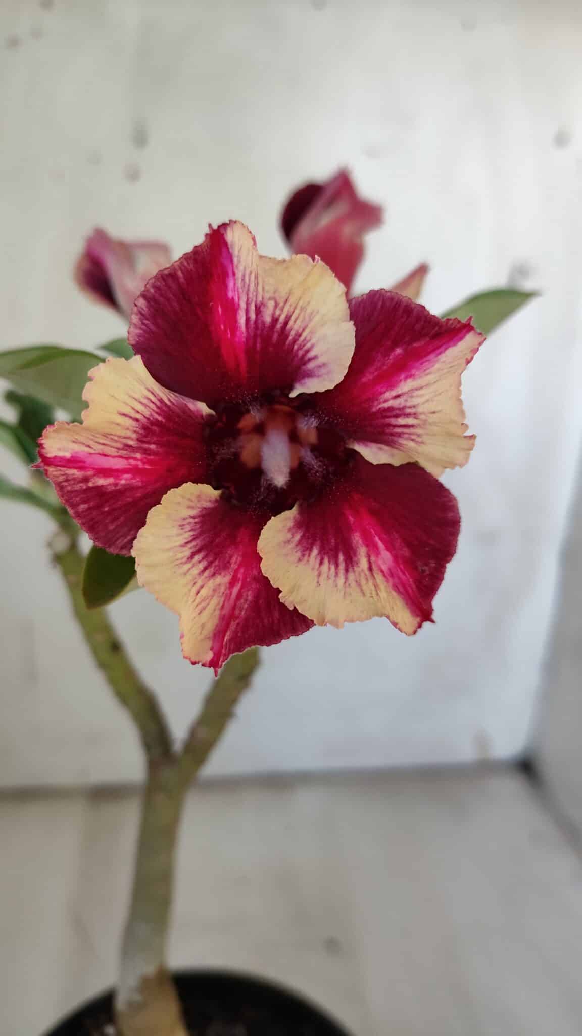 Planta Simples 2862  – 30cm – 02 anos