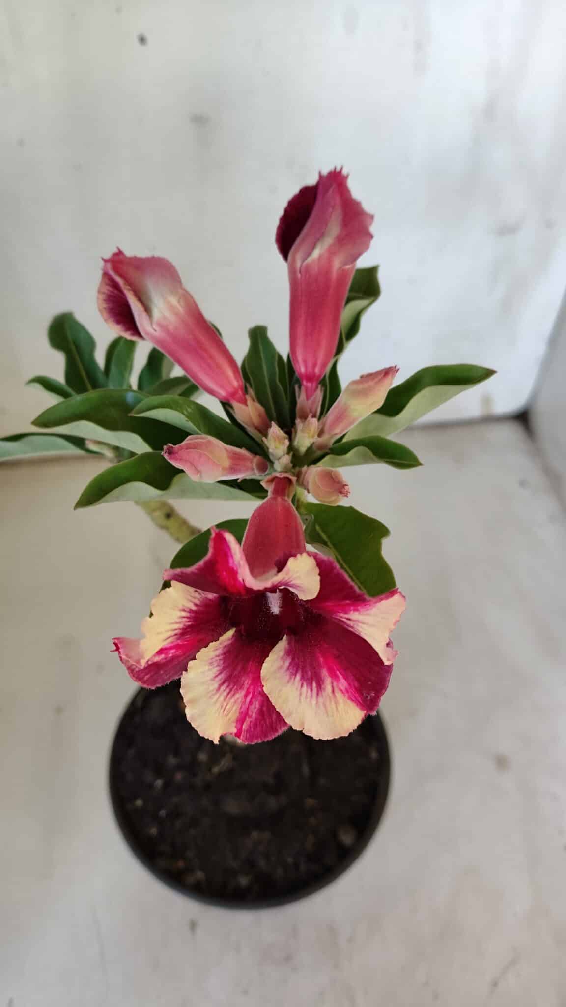 Planta Simples 2862  – 30cm – 02 anos
