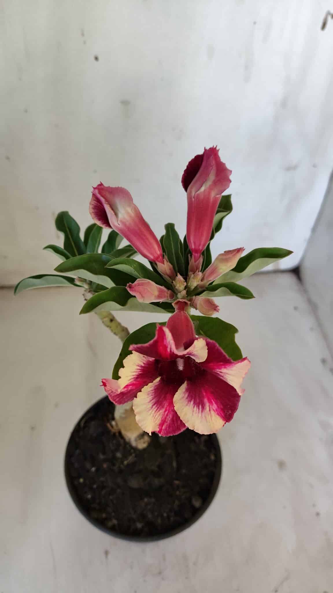Planta Simples 2862  – 30cm – 02 anos