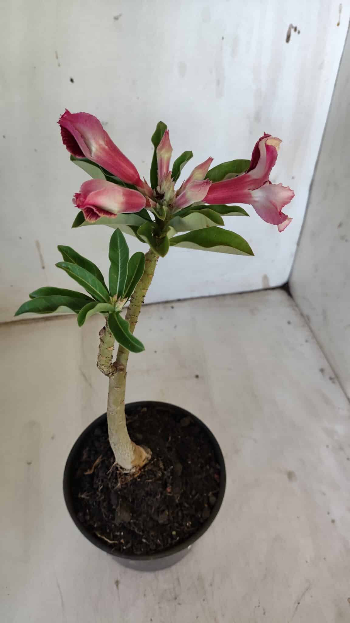 Planta Simples 2862  – 30cm – 02 anos
