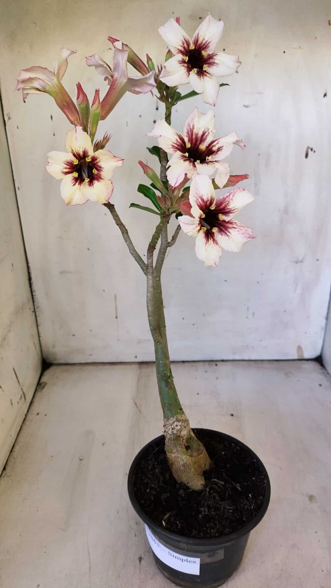 Planta Simples 2863  – 35cm – 03 anos