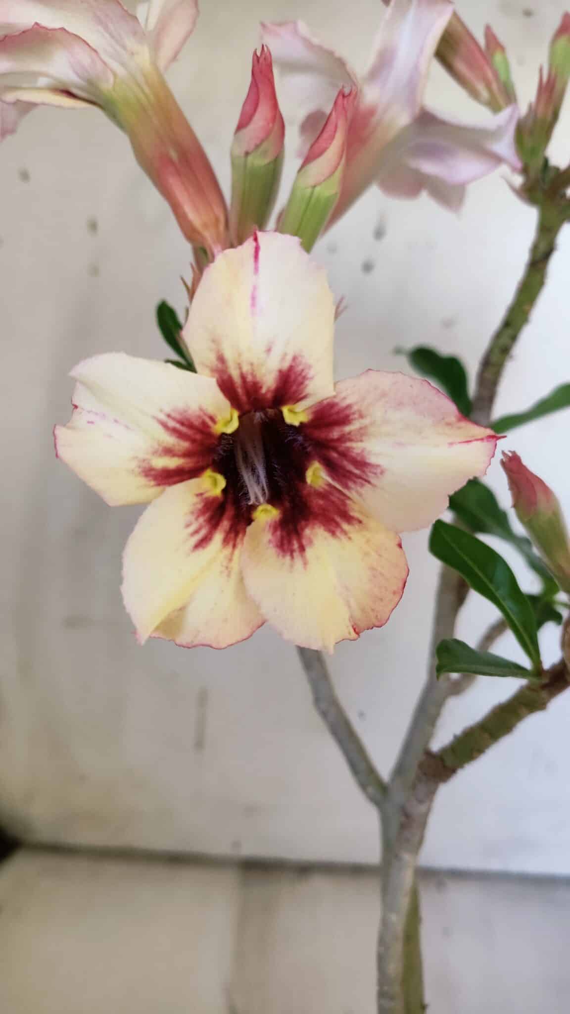 Planta Simples 2863  – 35cm – 03 anos