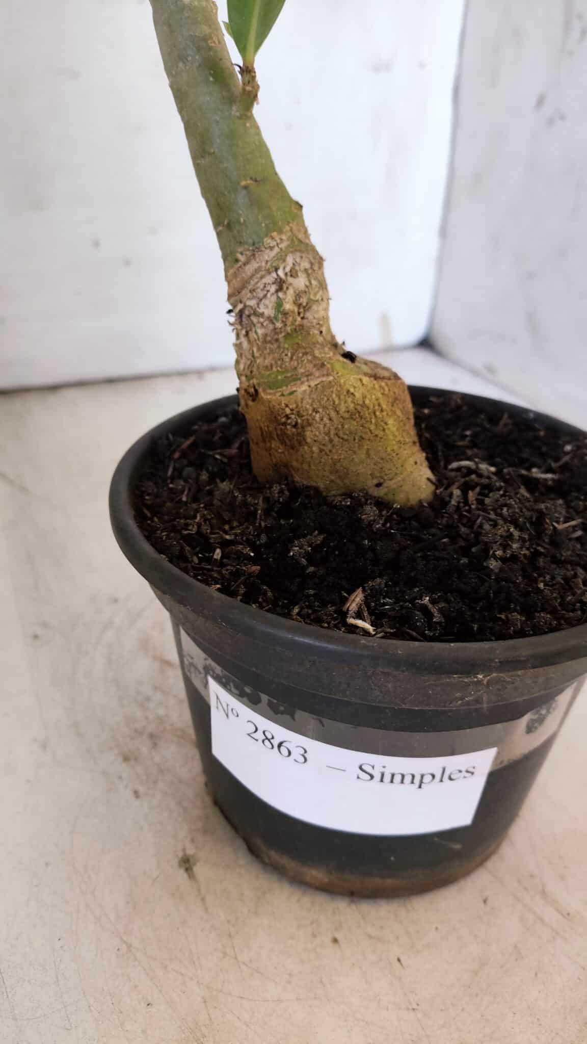 Planta Simples 2863  – 35cm – 03 anos