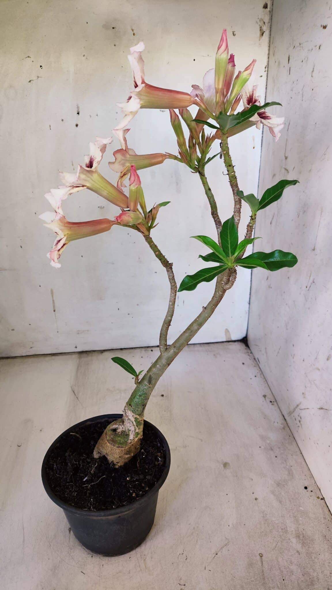 Planta Simples 2863  – 35cm – 03 anos