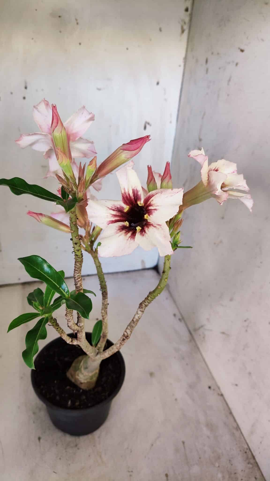 Planta Simples 2863  – 35cm – 03 anos