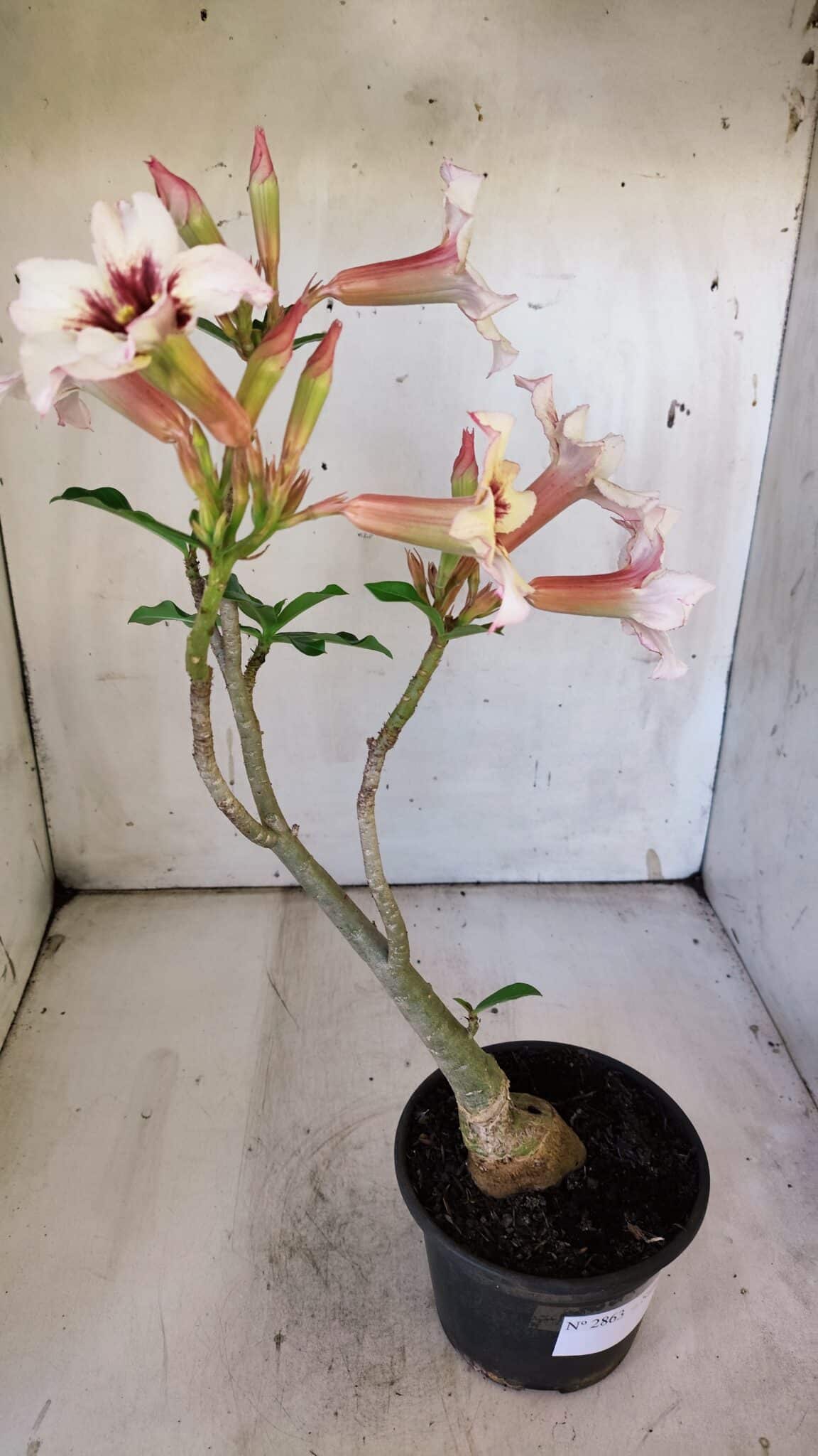 Planta Simples 2863  – 35cm – 03 anos