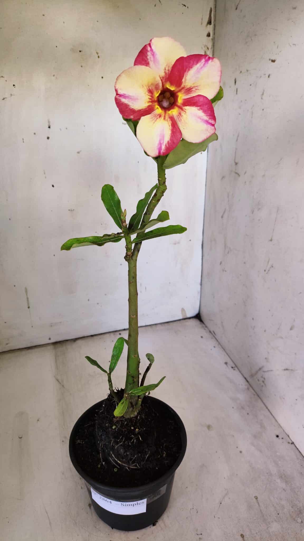 Planta Simples 2864  – 30cm – 02 anos