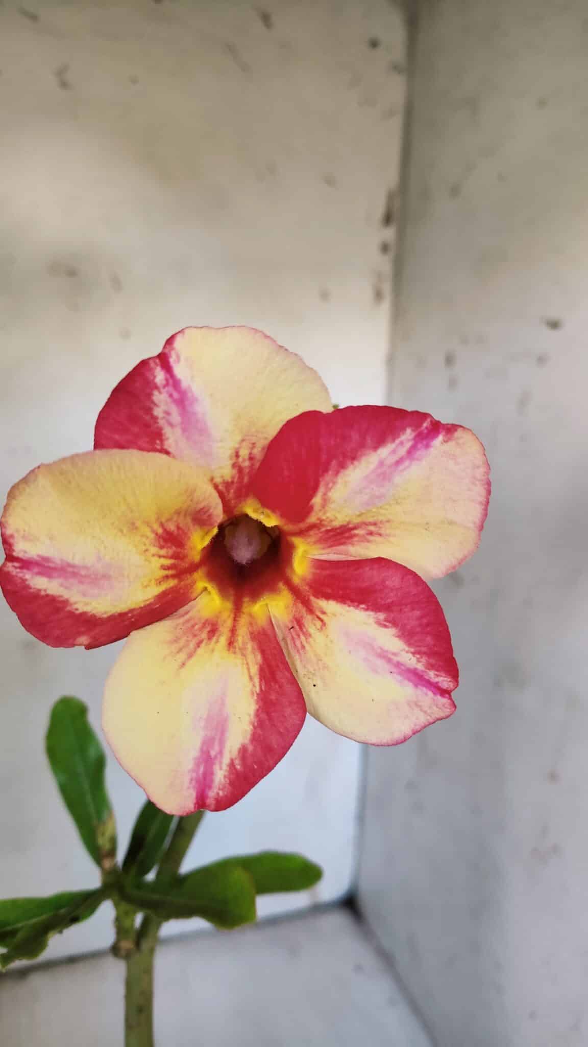 Planta Simples 2864  – 30cm – 02 anos