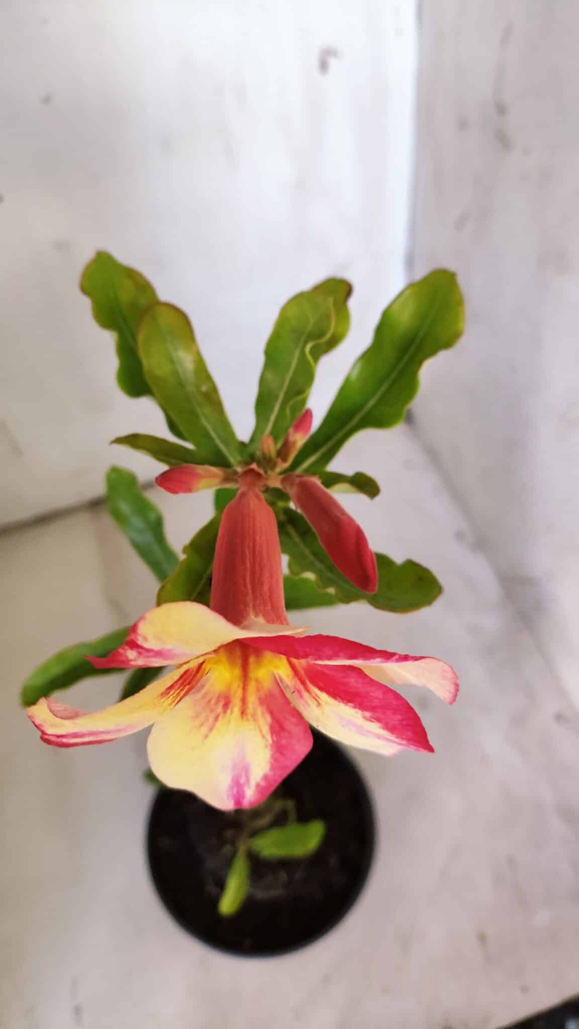 Planta Simples 2864  – 30cm – 02 anos