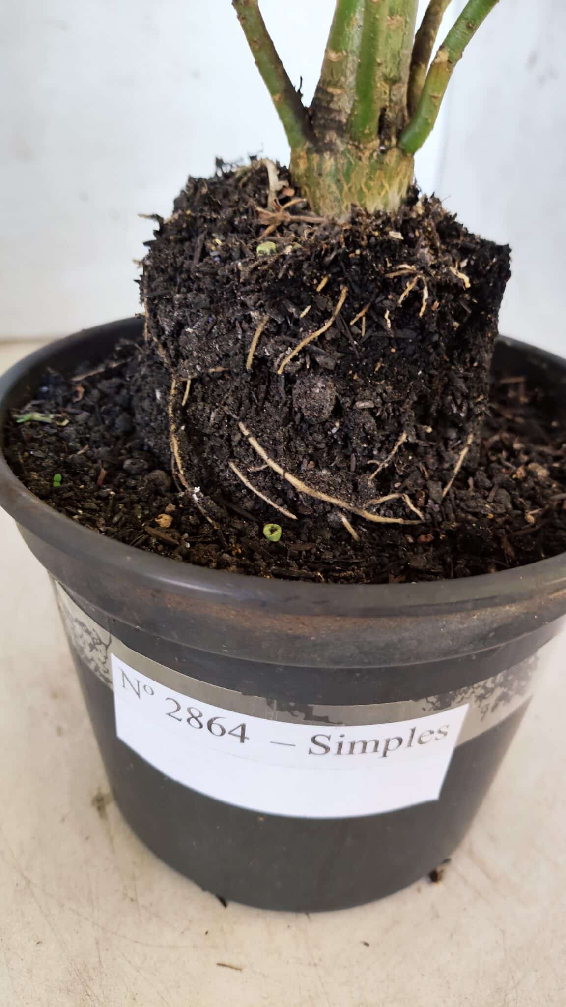 Planta Simples 2864  – 30cm – 02 anos