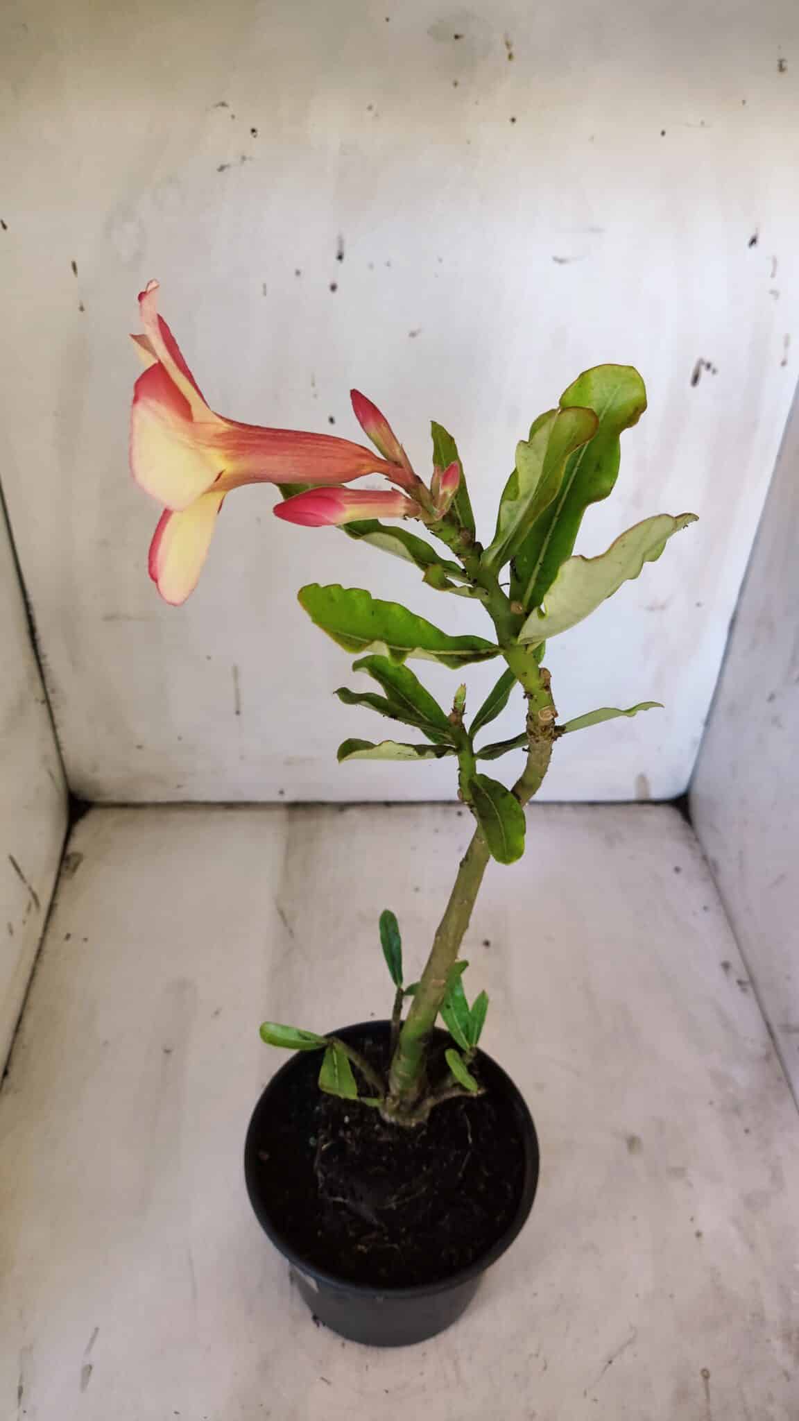 Planta Simples 2864  – 30cm – 02 anos