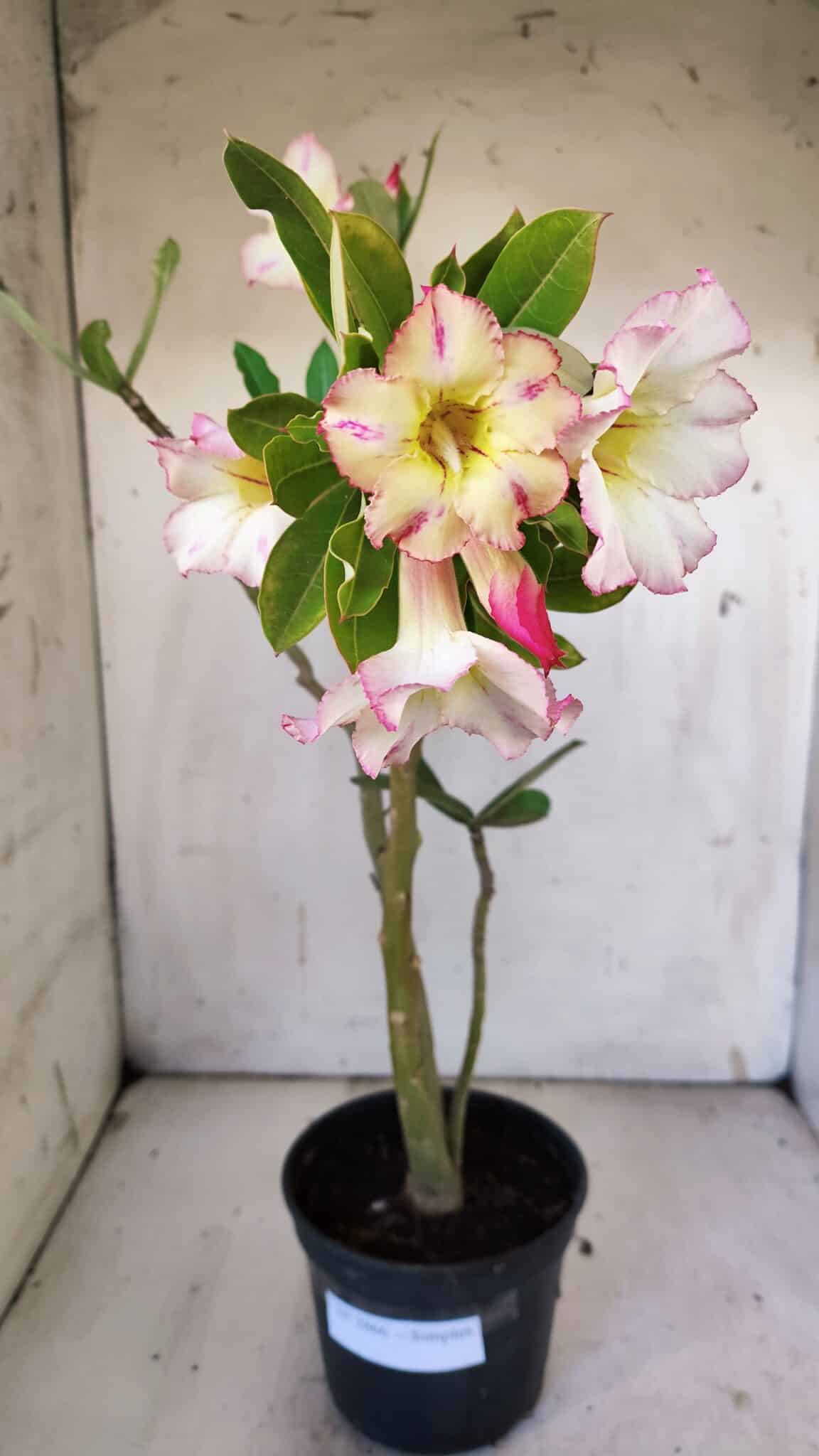 Planta Simples 2866  – 35cm – 03 anos