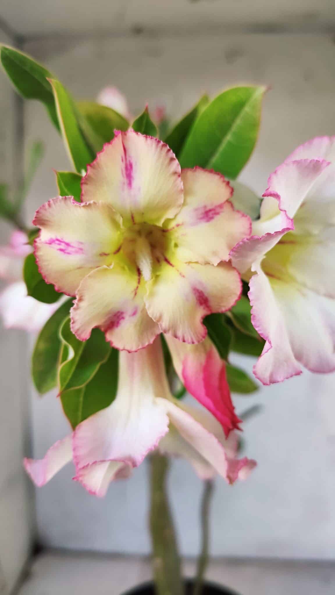 Planta Simples 2866  – 35cm – 03 anos