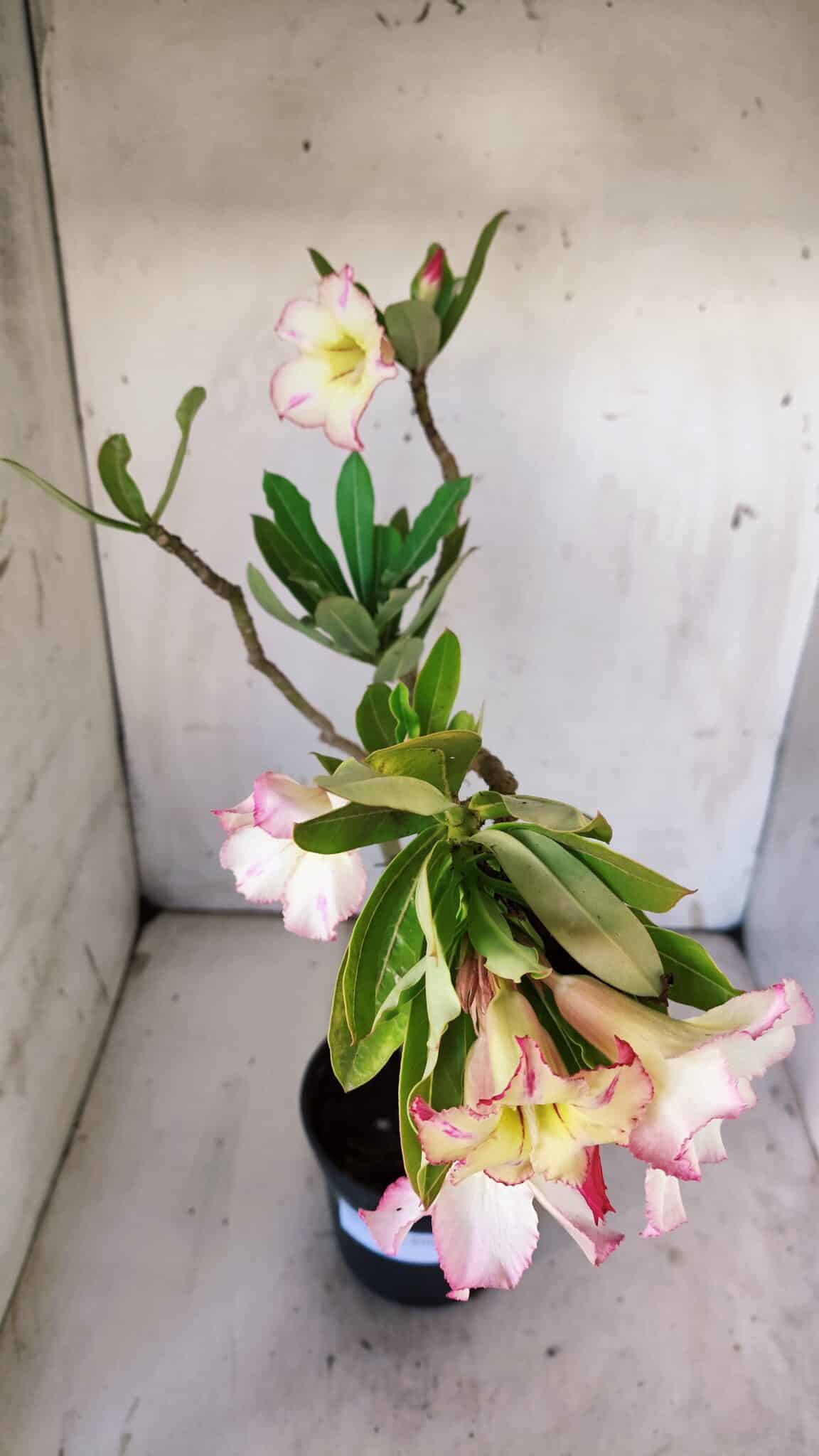 Planta Simples 2866  – 35cm – 03 anos