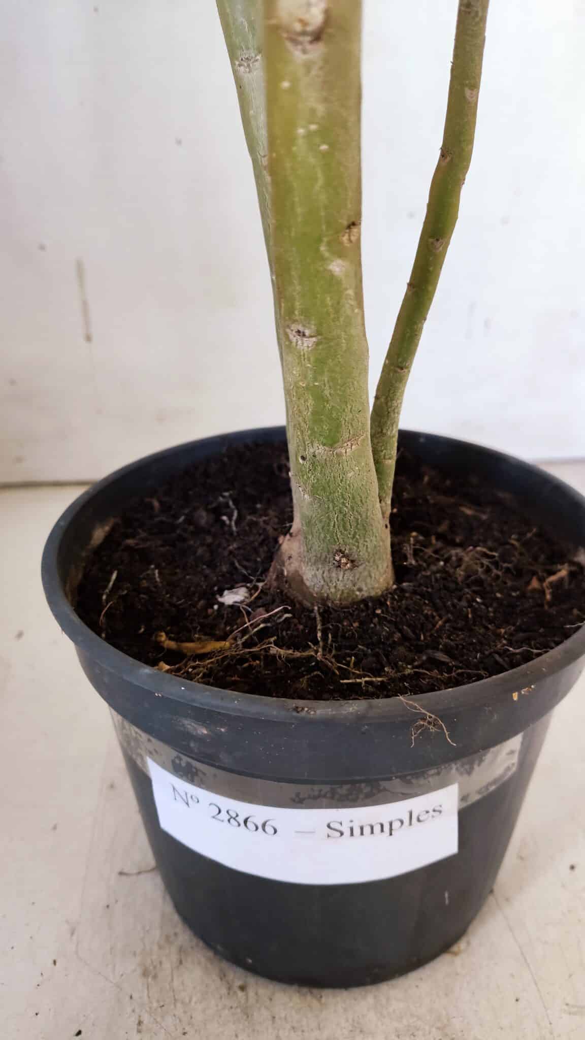 Planta Simples 2866  – 35cm – 03 anos