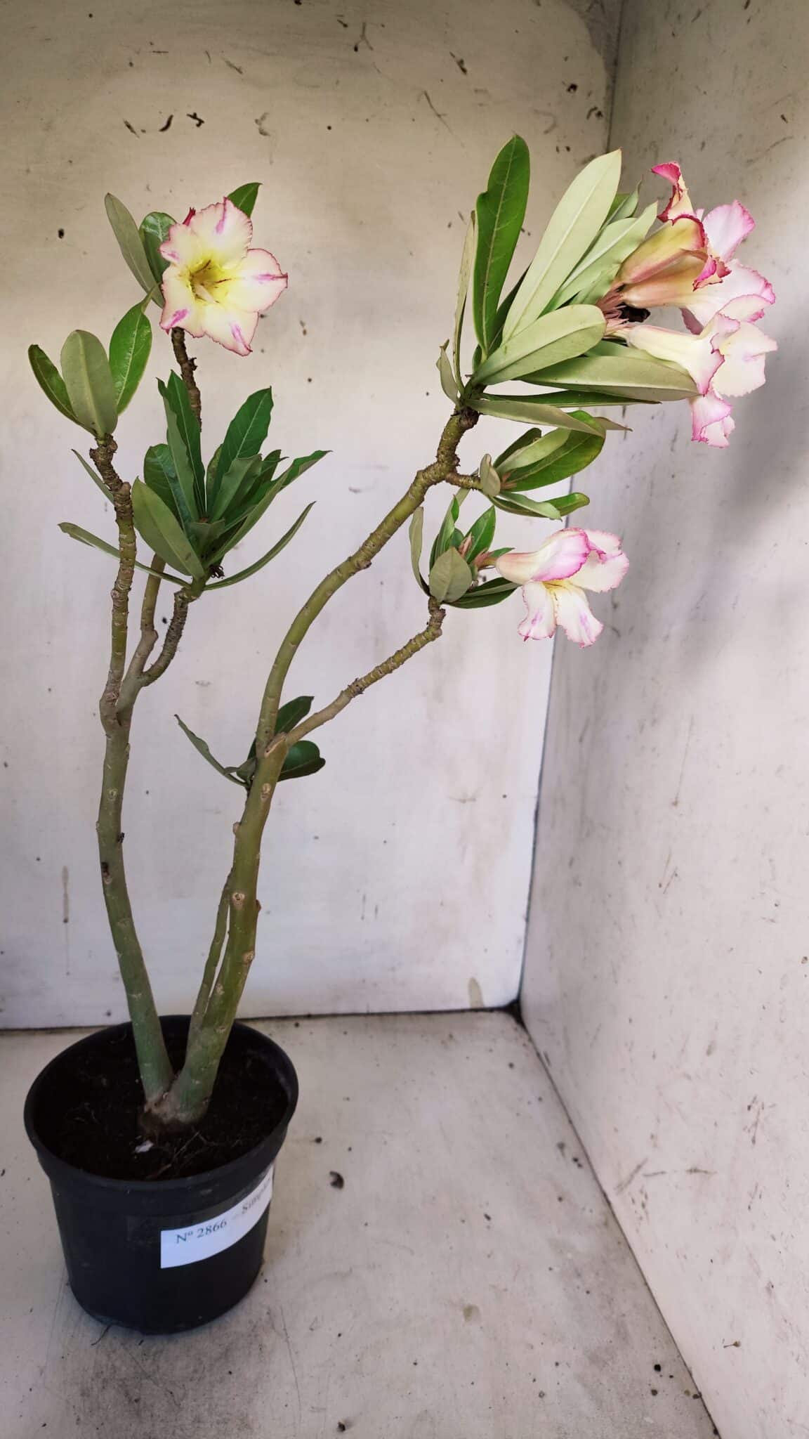 Planta Simples 2866  – 35cm – 03 anos