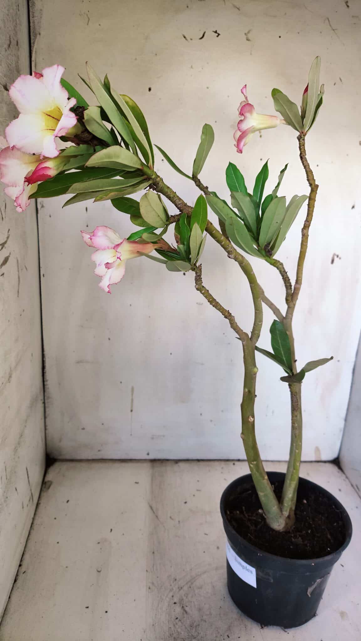 Planta Simples 2866  – 35cm – 03 anos