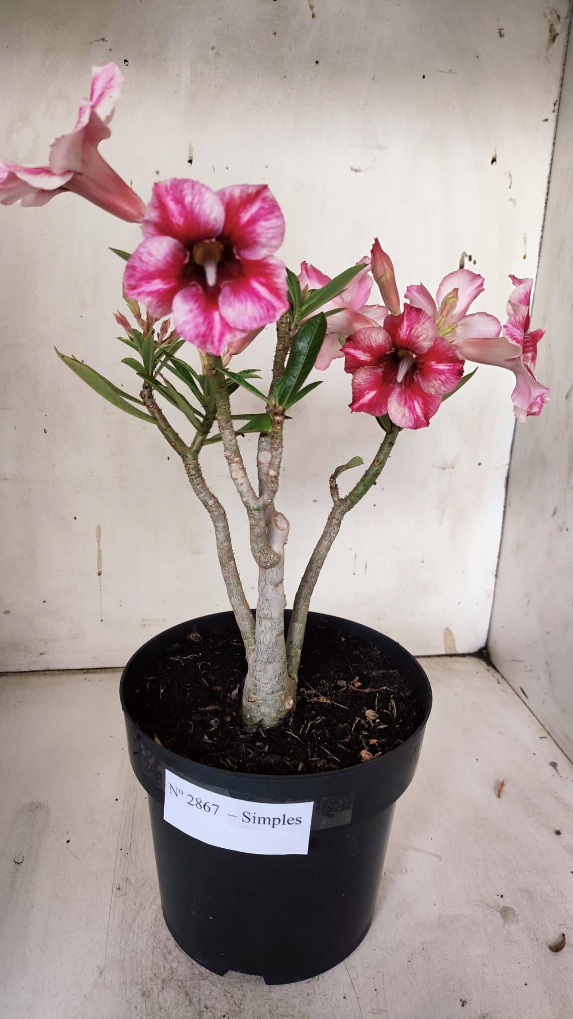 Planta Simples 2867  – 35cm – 03 anos